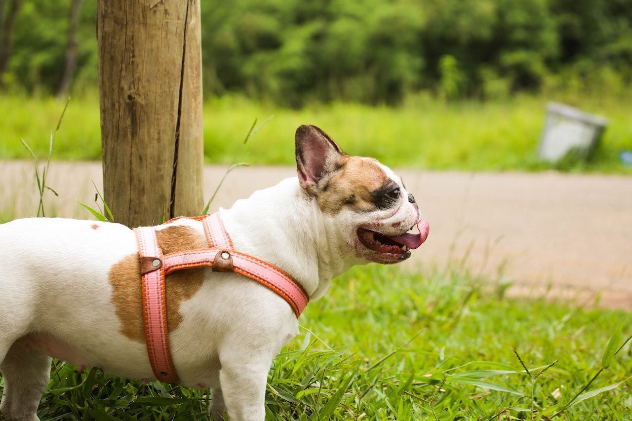 Everything You Need To Know About A French Bulldog Before